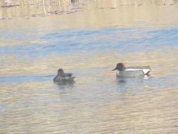 コガモ 見沼自然公園 2024年3月10日(日)