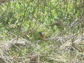 2024年3月9日(土) 国分川調節池の野鳥観察記録