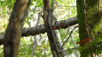 エゾアカゲラ 青葉公園(千歳市) 2018年10月8日(月)