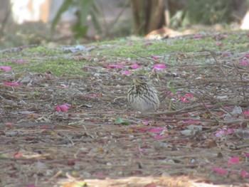 Olive-backed Pipit Showa Kinen Park Sun, 3/3/2024