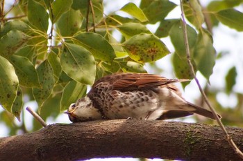 Dusky Thrush 釜の淵公園 Fri, 3/8/2024