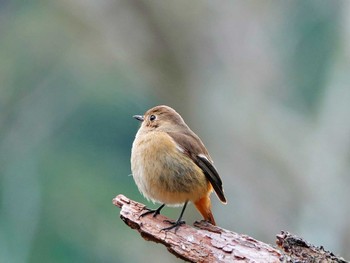 ジョウビタキ 稲佐山公園 2024年3月8日(金)