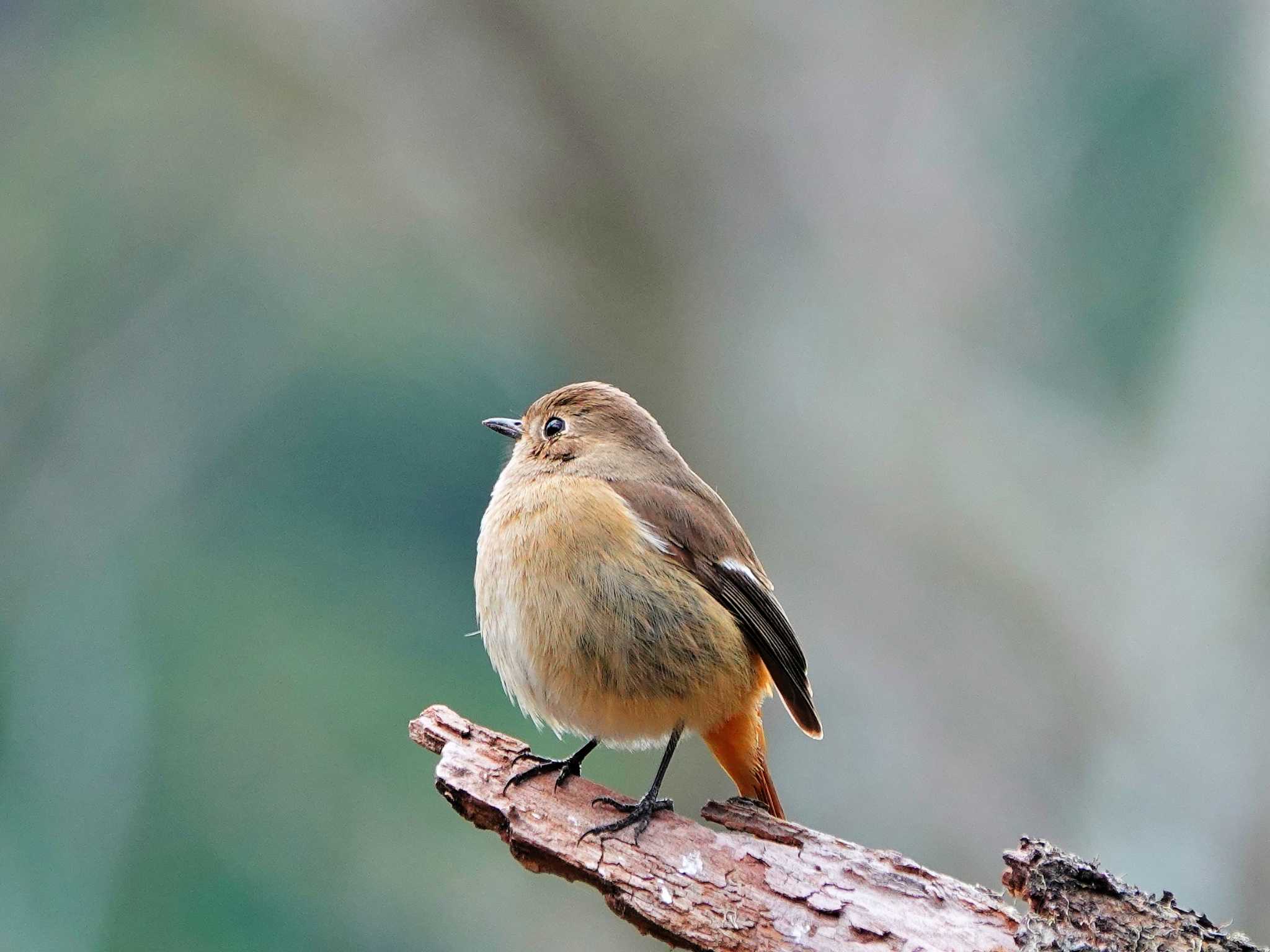 Photo of Daurian Redstart at 稲佐山公園 by M Yama