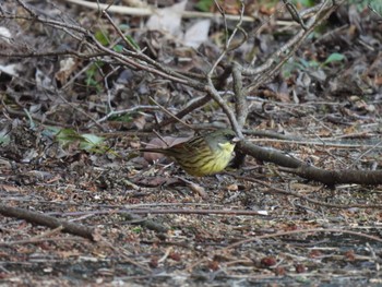 Masked Bunting 鳥羽市 Sun, 3/3/2024