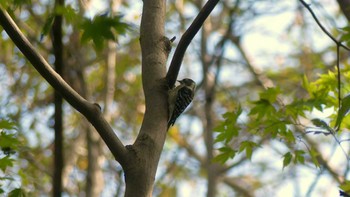 エゾコゲラ 青葉公園(千歳市) 2018年10月8日(月)