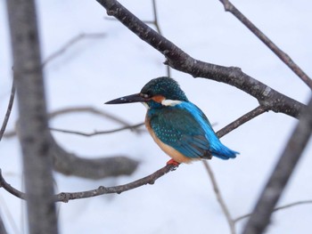 Sat, 3/9/2024 Birding report at 大沼公園(北海道七飯町)