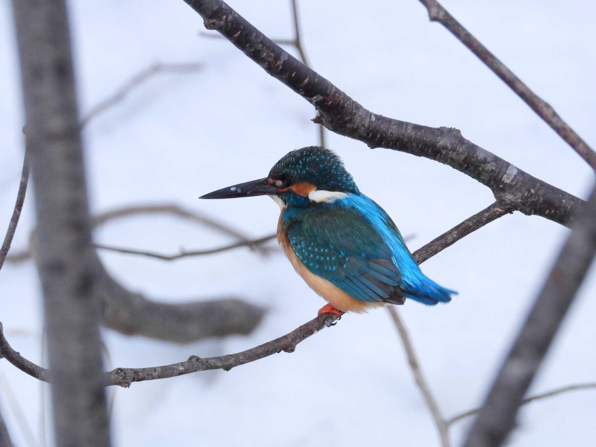 Common Kingfisher