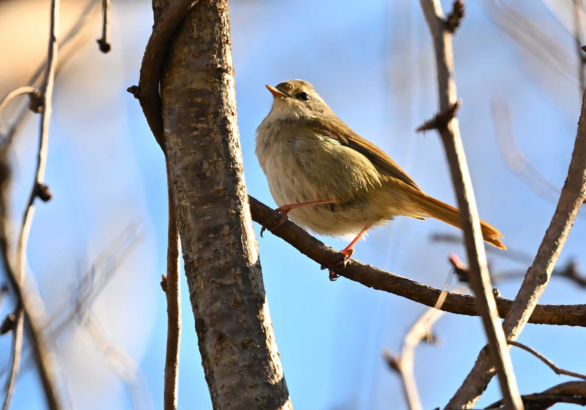 Photo of Japanese Bush Warbler at 矢木羽湖 by 塩コンブ