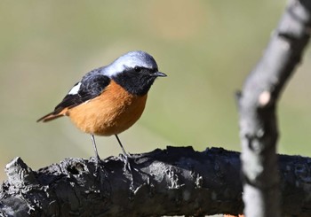 Daurian Redstart 矢木羽湖 Sun, 3/10/2024