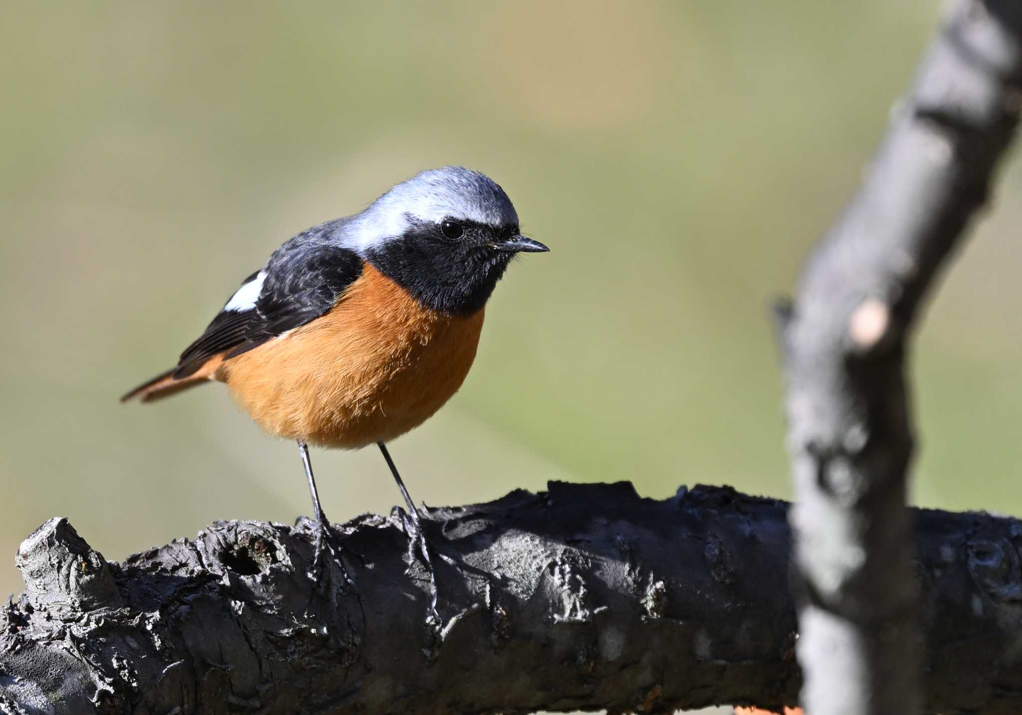 Photo of Daurian Redstart at 矢木羽湖 by 塩コンブ