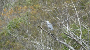 Grey Heron 千歳川(烏柵舞橋〜第四発電所付近) Sun, 10/14/2018