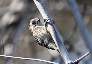 Japanese Pygmy Woodpecker 矢木羽湖 Sun, 3/10/2024