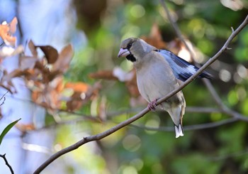 Hawfinch 矢木羽湖 Sun, 3/10/2024