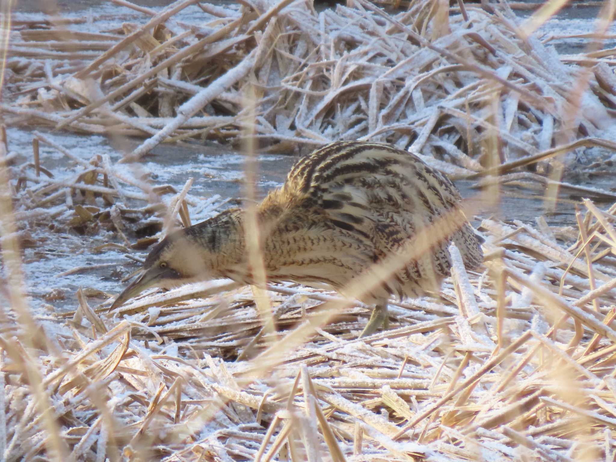 サンカノゴイの写真 by K.Sanmiya