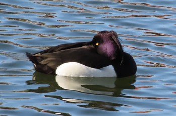 Tufted Duck 猿江恩賜公園 Sun, 3/10/2024