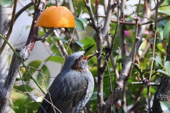 2024年3月10日(日) 自宅の庭の野鳥観察記録