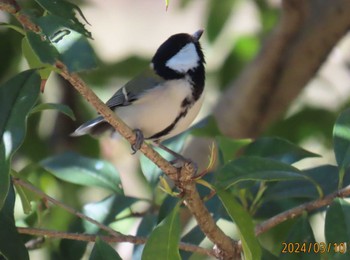 Japanese Tit Imperial Palace Sun, 3/10/2024