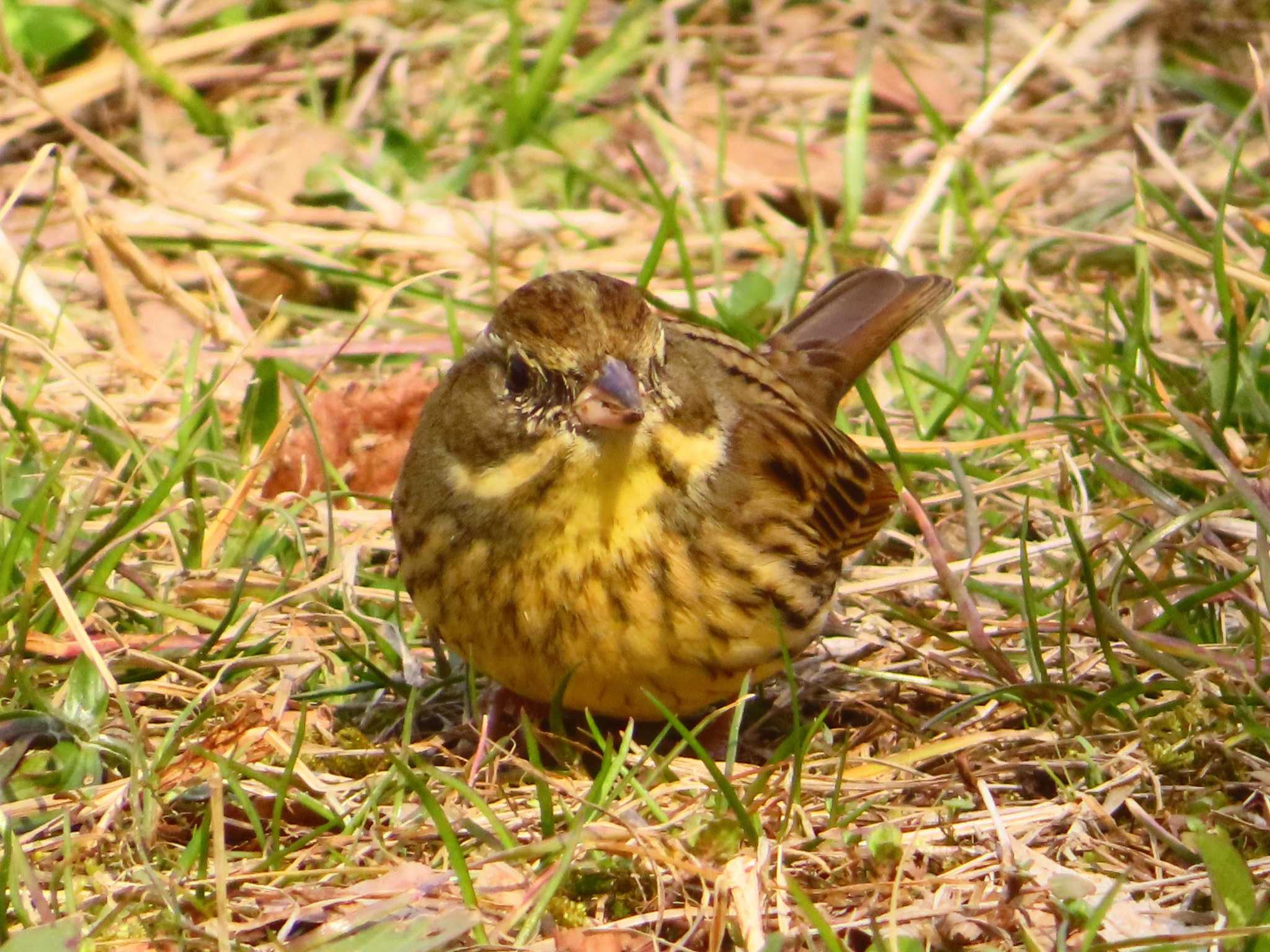 Masked Bunting