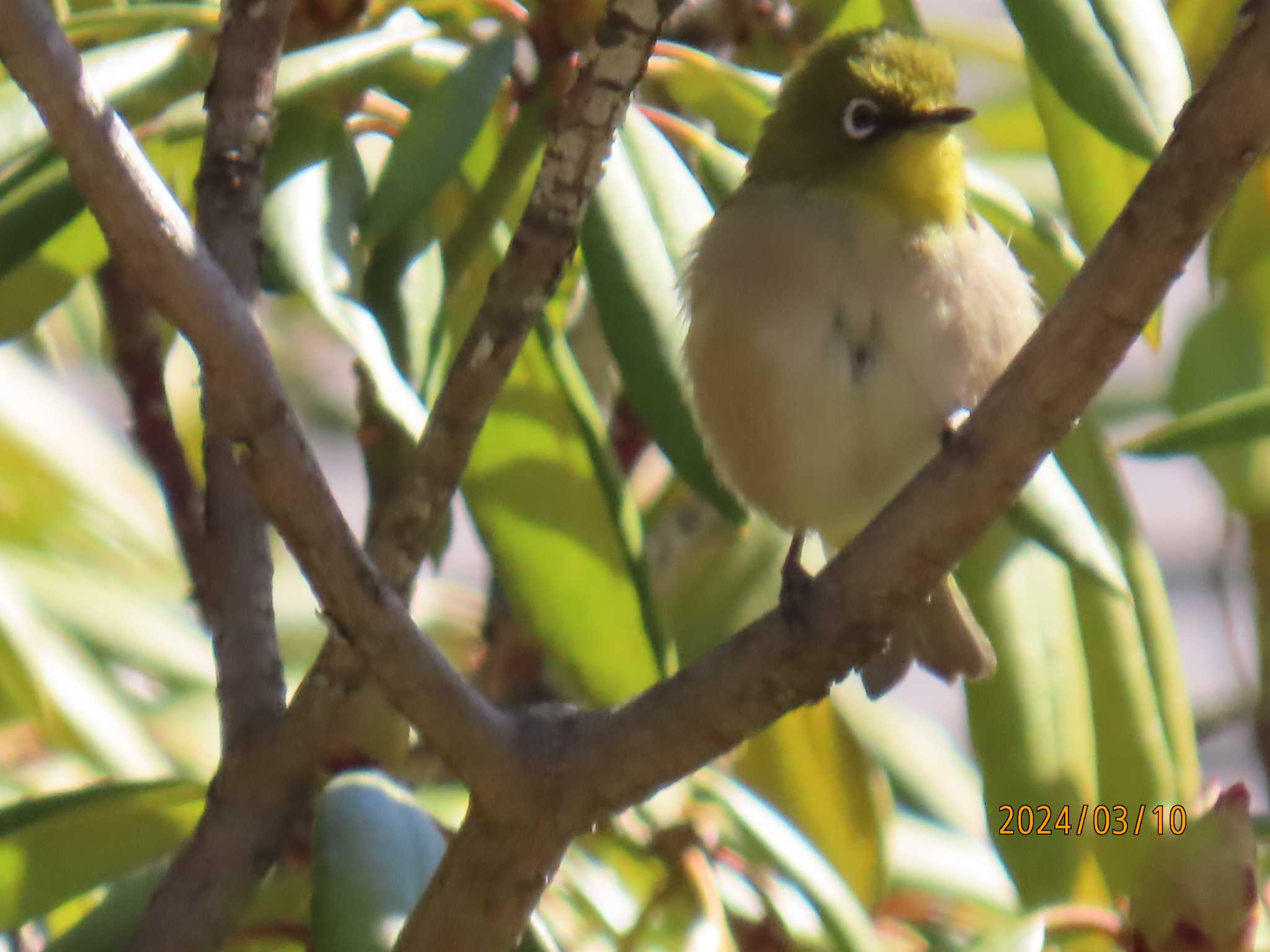 Photo of Warbling White-eye at Imperial Palace by チョコレート