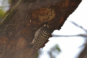 Japanese Pygmy Woodpecker Mizumoto Park Sun, 3/10/2024