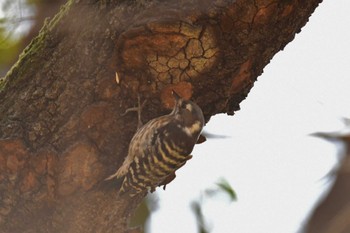 Japanese Pygmy Woodpecker Mizumoto Park Sun, 3/10/2024