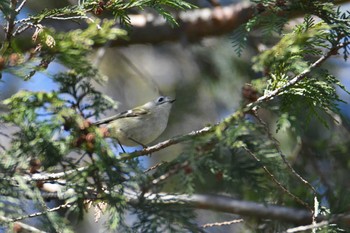 Goldcrest Mizumoto Park Sun, 3/10/2024