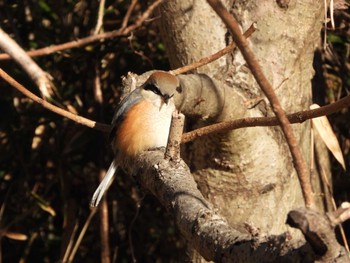 Bull-headed Shrike 庚申山総合公園 Mon, 1/8/2024