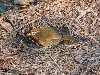 Chinese Hwamei 庚申山総合公園 Mon, 1/8/2024