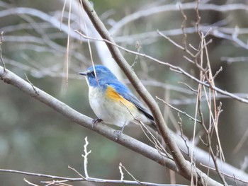 Red-flanked Bluetail 庚申山総合公園 Mon, 1/8/2024