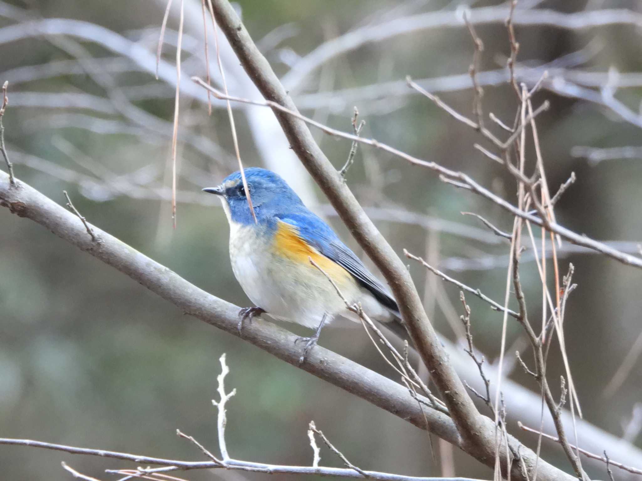 Red-flanked Bluetail