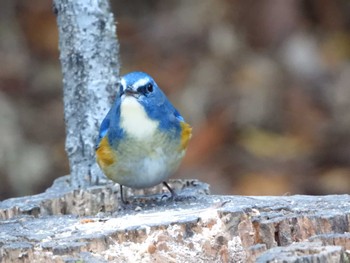 Red-flanked Bluetail 庚申山総合公園 Mon, 1/8/2024