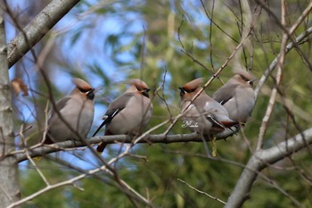 Bohemian Waxwing Akigase Park Sat, 3/2/2024