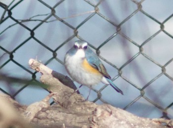 Red-flanked Bluetail 秋ヶ瀬公園(野鳥の森) Sun, 3/10/2024