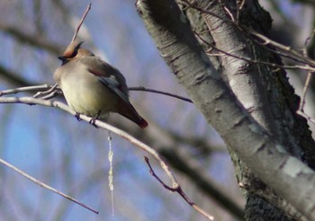 ヒレンジャク 秋ヶ瀬公園(野鳥の森) 2024年3月10日(日)