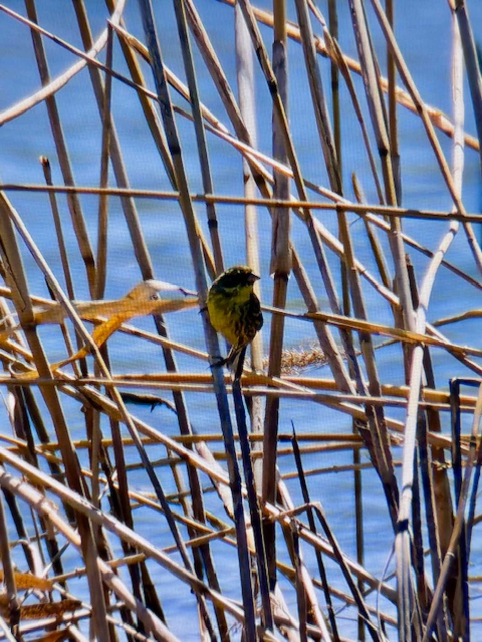 Masked Bunting