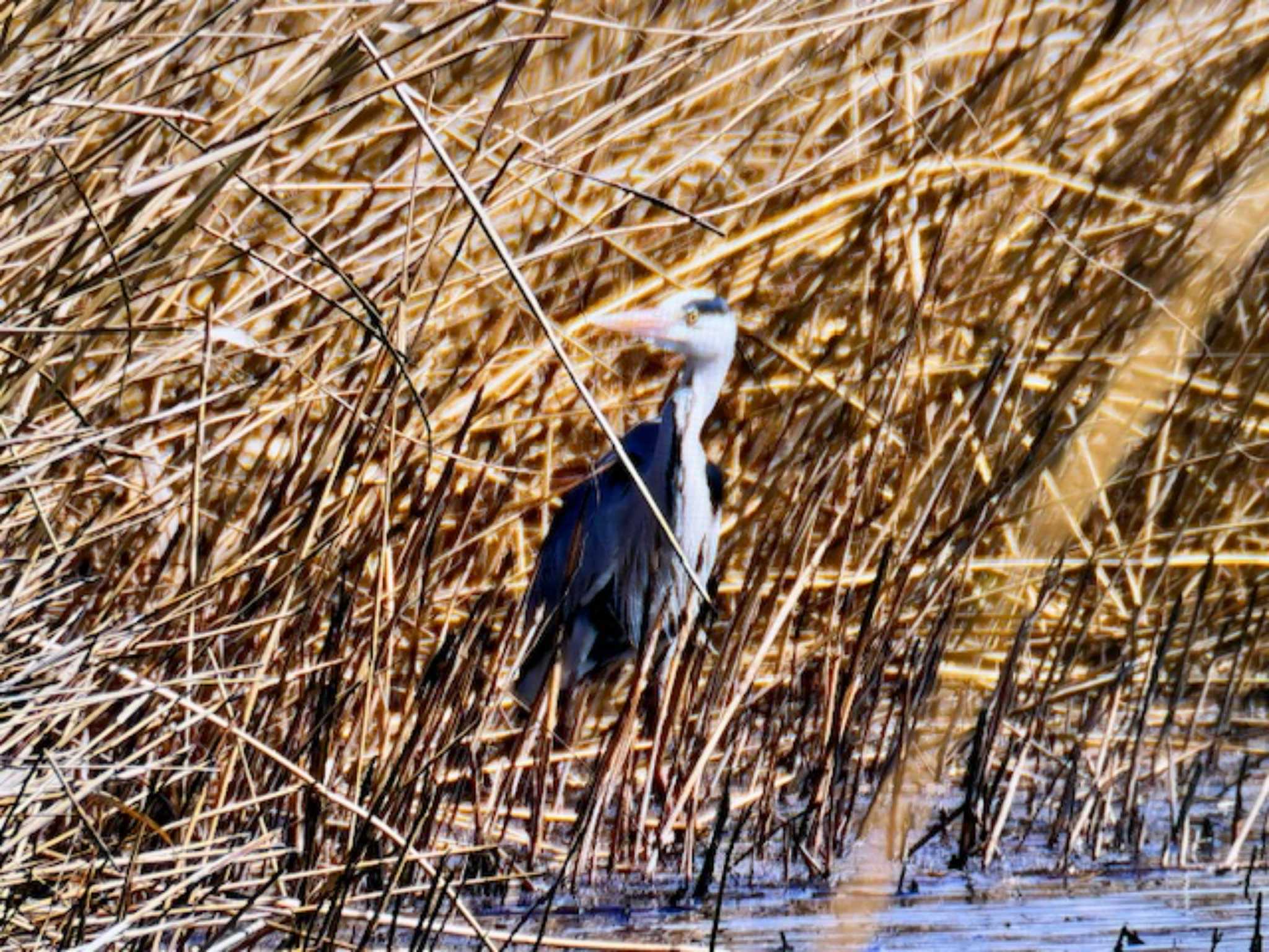 Grey Heron