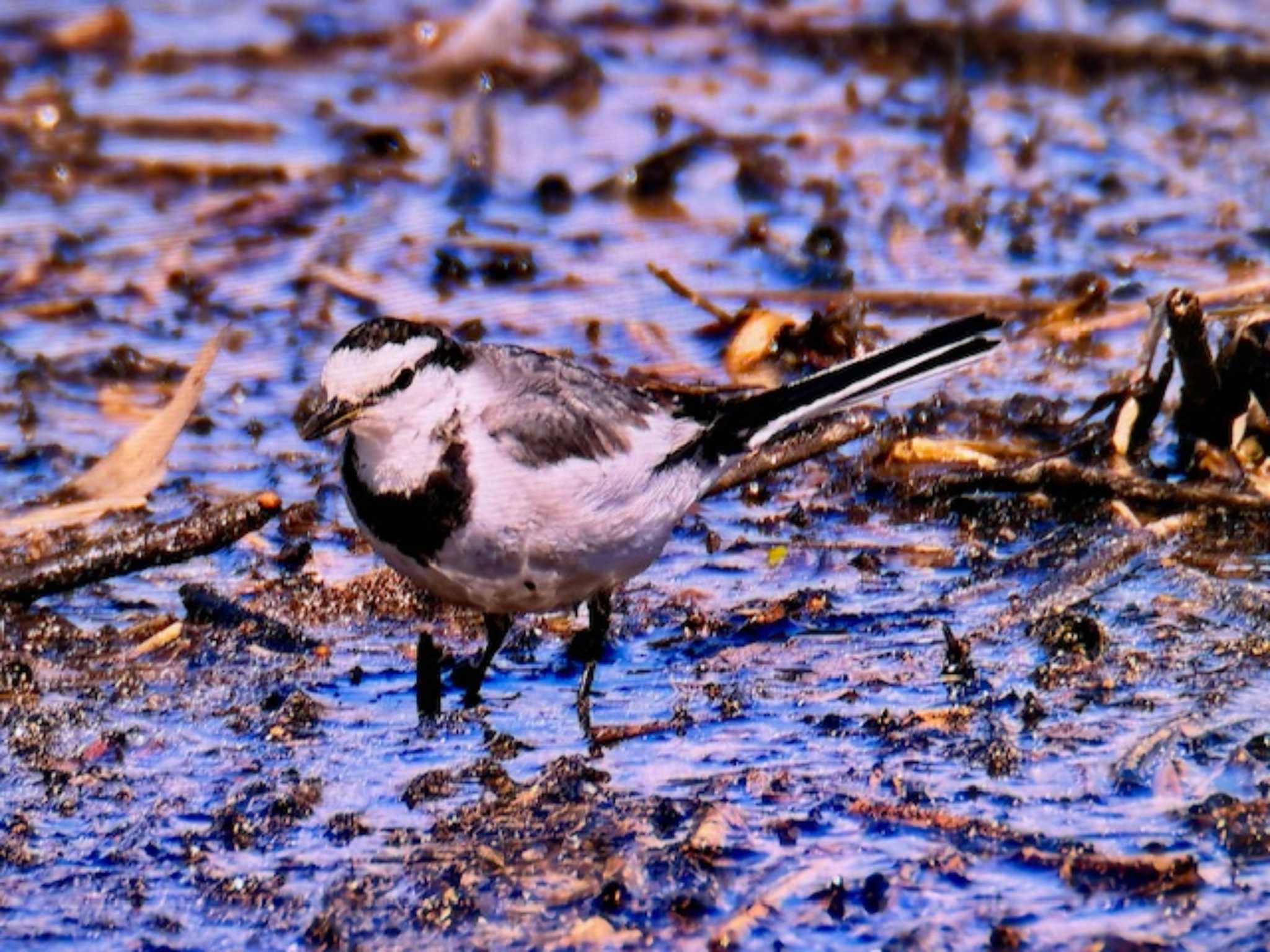 White Wagtail