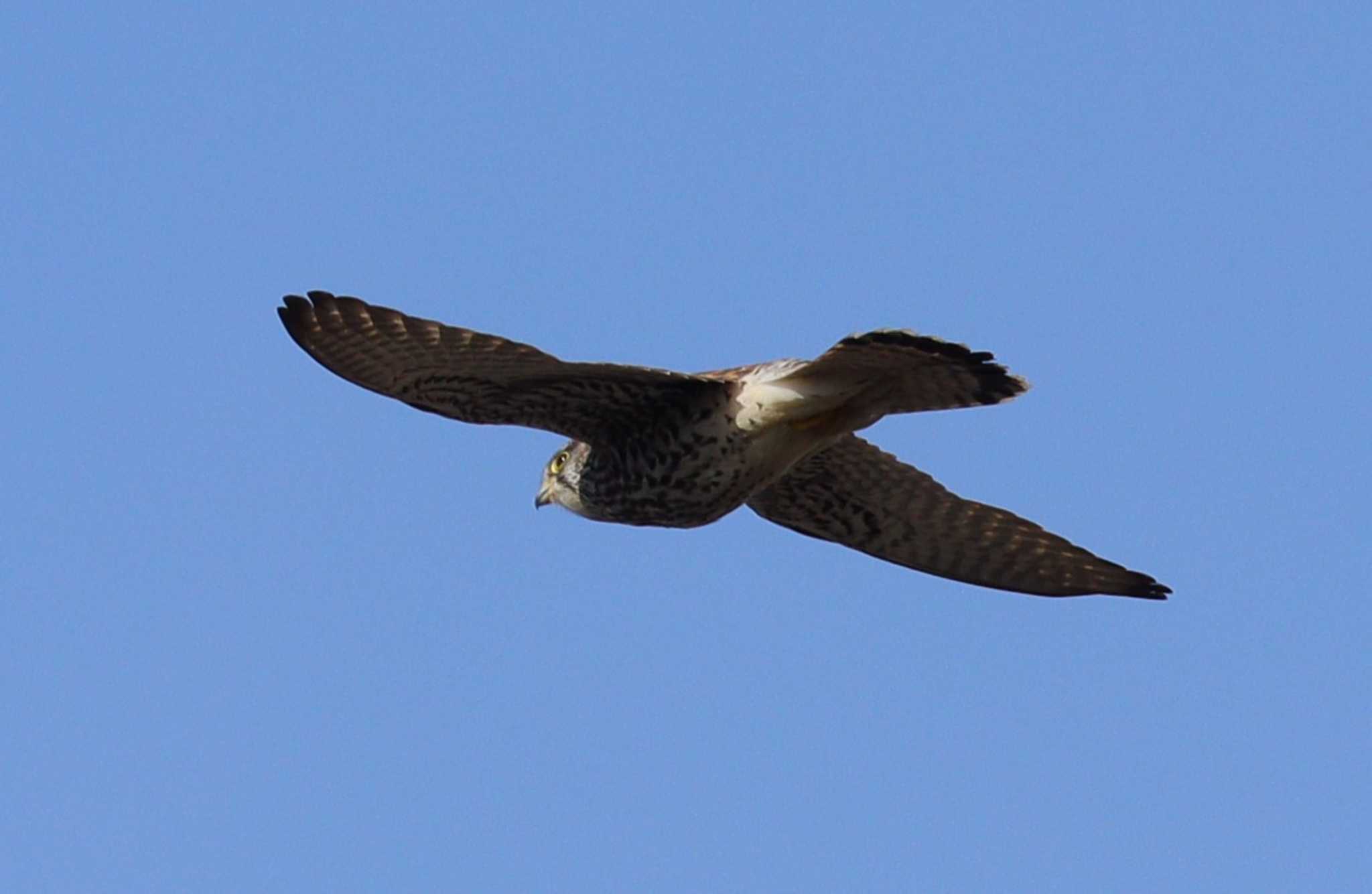 Common Kestrel