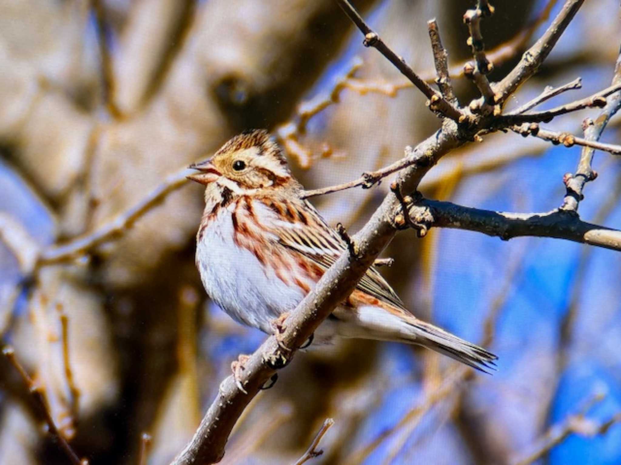 Rustic Bunting