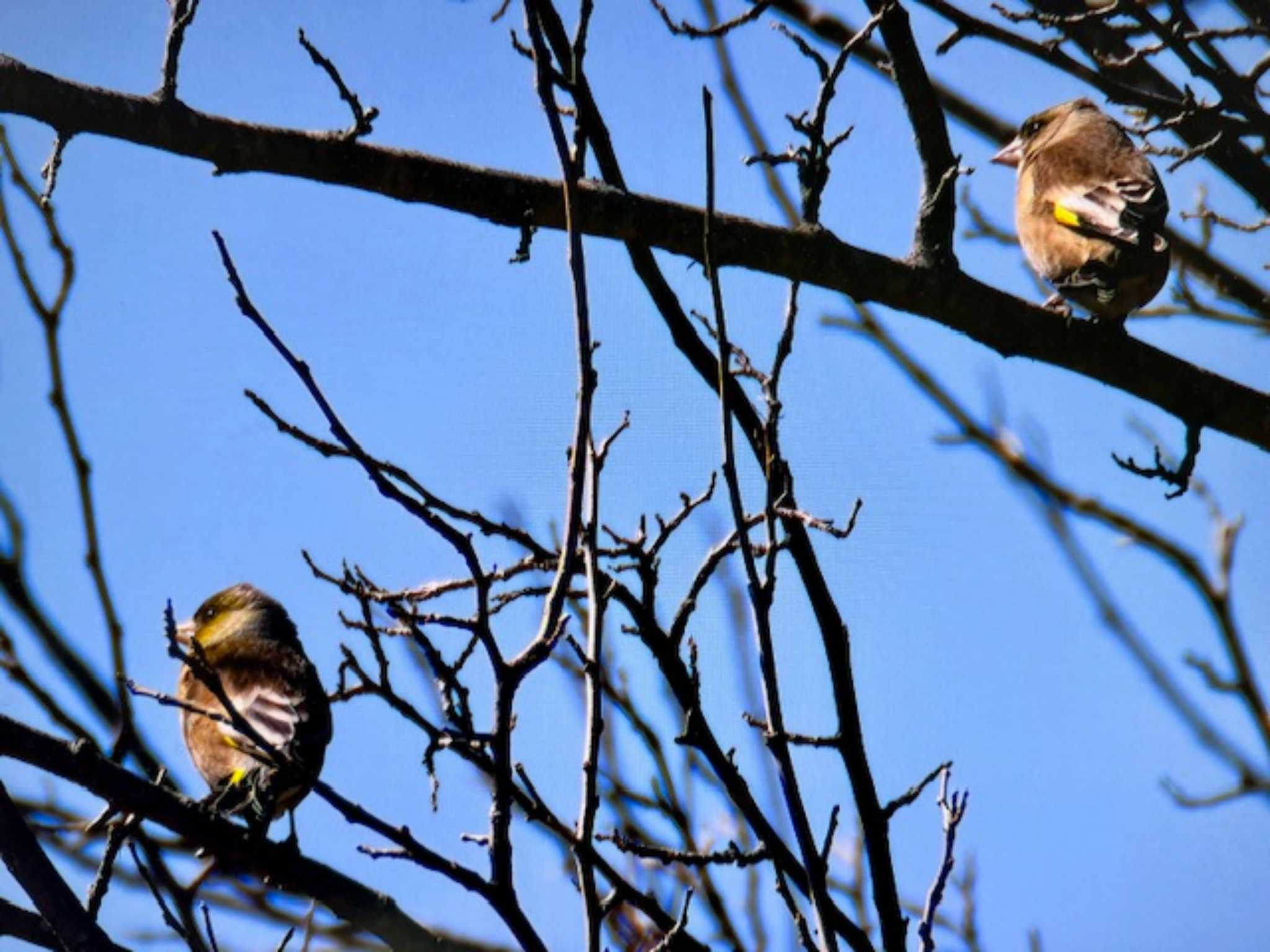 Photo of Grey-capped Greenfinch at Watarase Yusuichi (Wetland) by ゆるゆるとりみんgoo