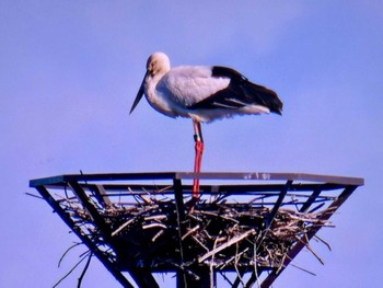 コウノトリ 渡良瀬遊水地 2024年3月10日(日)