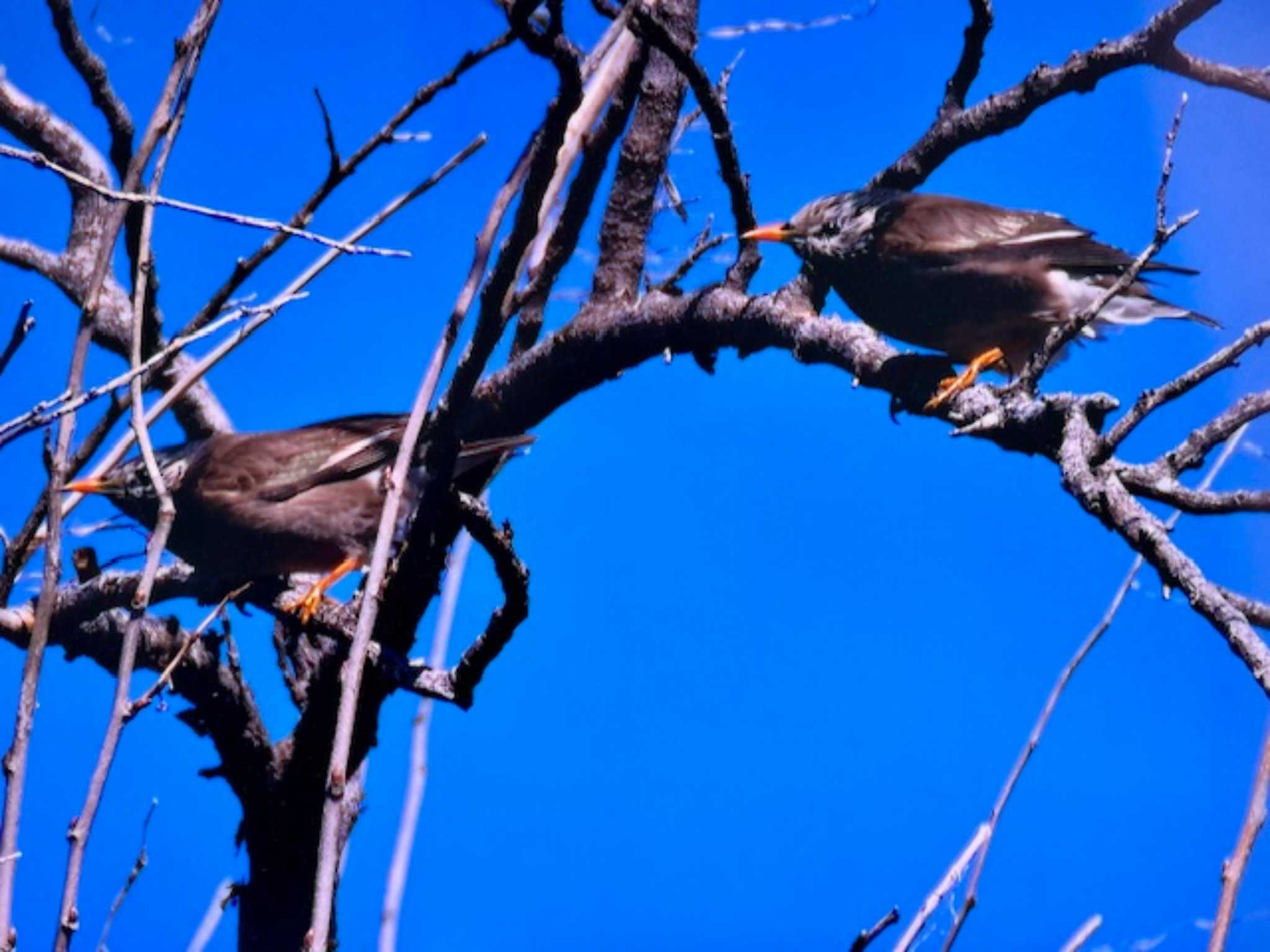 Photo of White-cheeked Starling at Watarase Yusuichi (Wetland) by ゆるゆるとりみんgoo