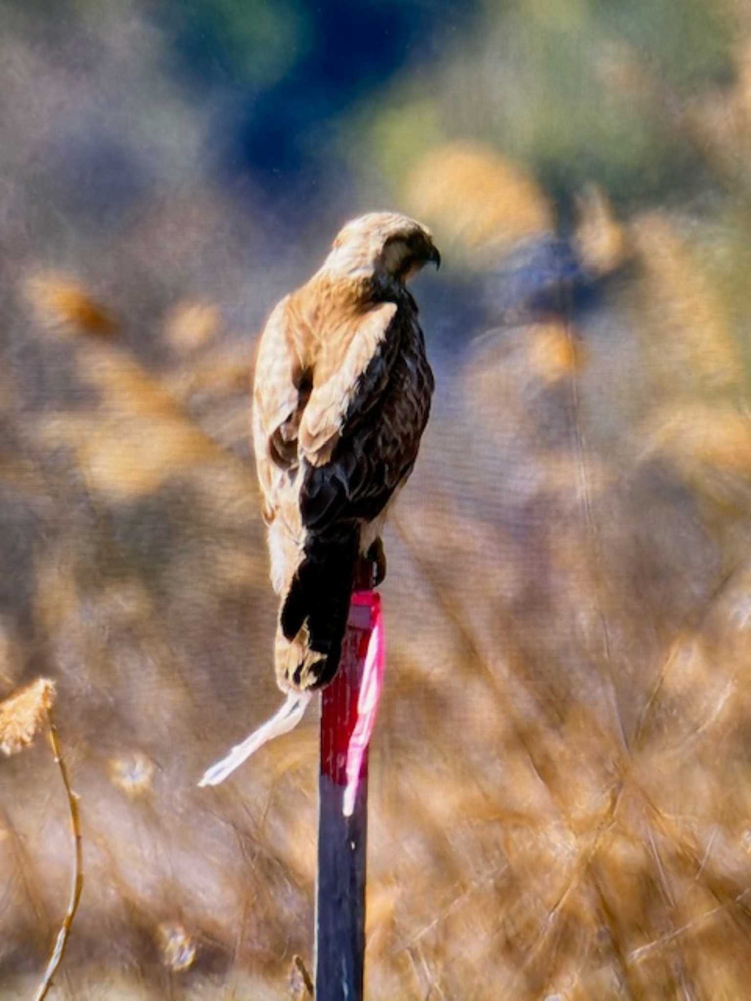 Eastern Buzzard