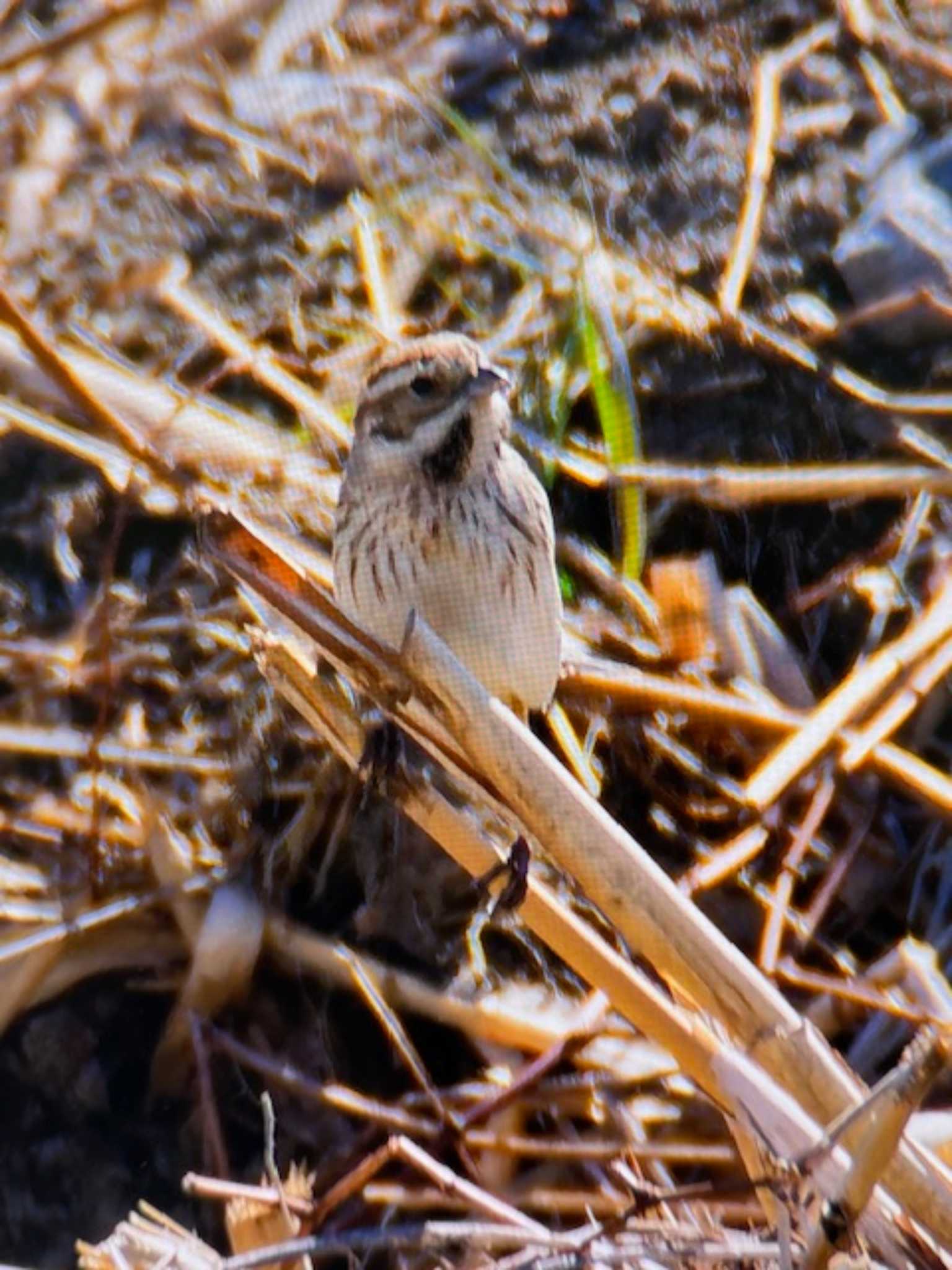 Photo of Common Reed Bunting at Watarase Yusuichi (Wetland) by ゆるゆるとりみんgoo