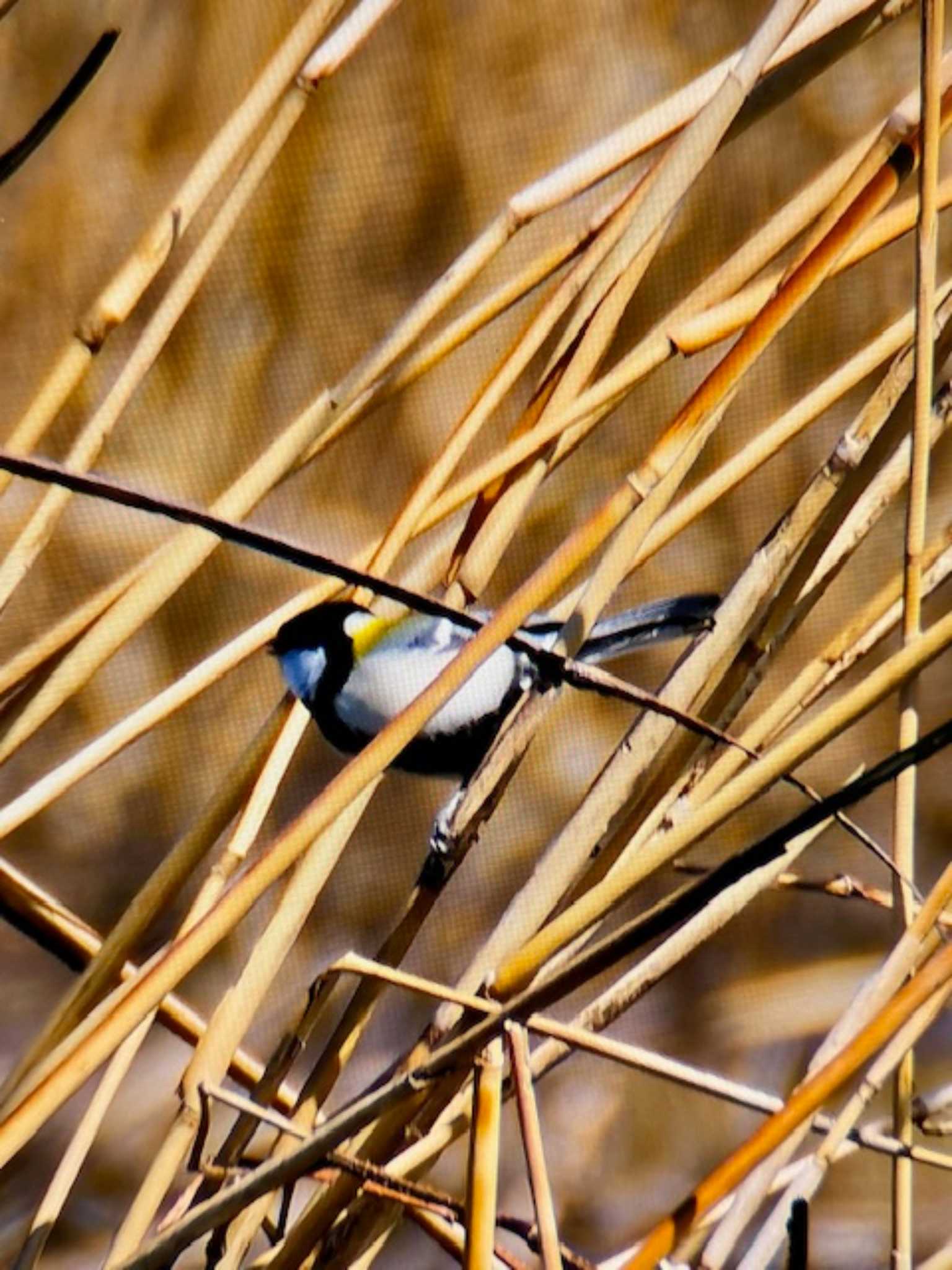 Photo of Japanese Tit at Watarase Yusuichi (Wetland) by ゆるゆるとりみんgoo