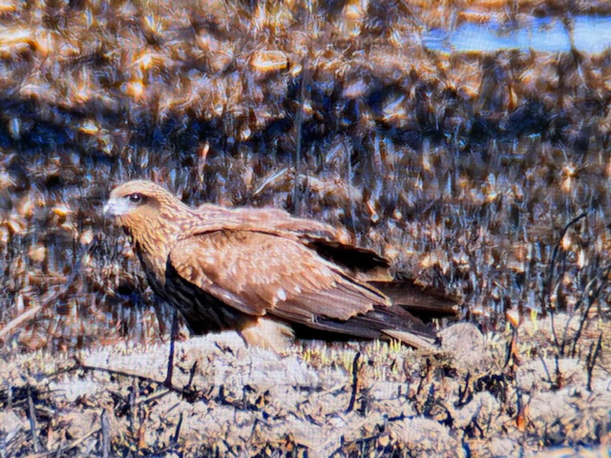 Photo of Black Kite at Watarase Yusuichi (Wetland) by ゆるゆるとりみんgoo