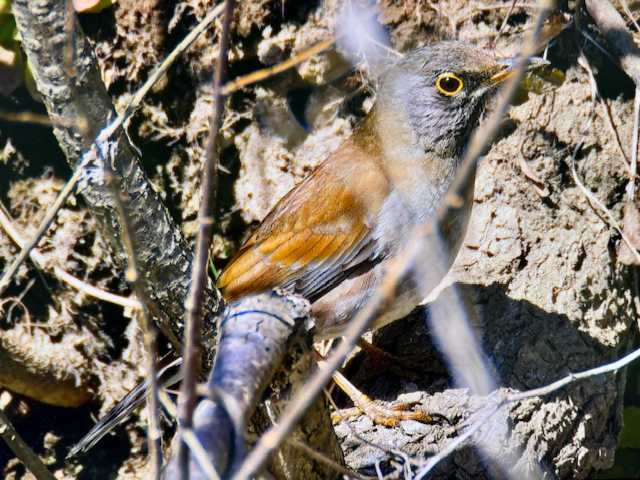 Pale Thrush