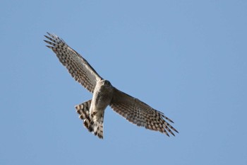 Eurasian Sparrowhawk Nabeta Reclaimed land Sun, 3/3/2024