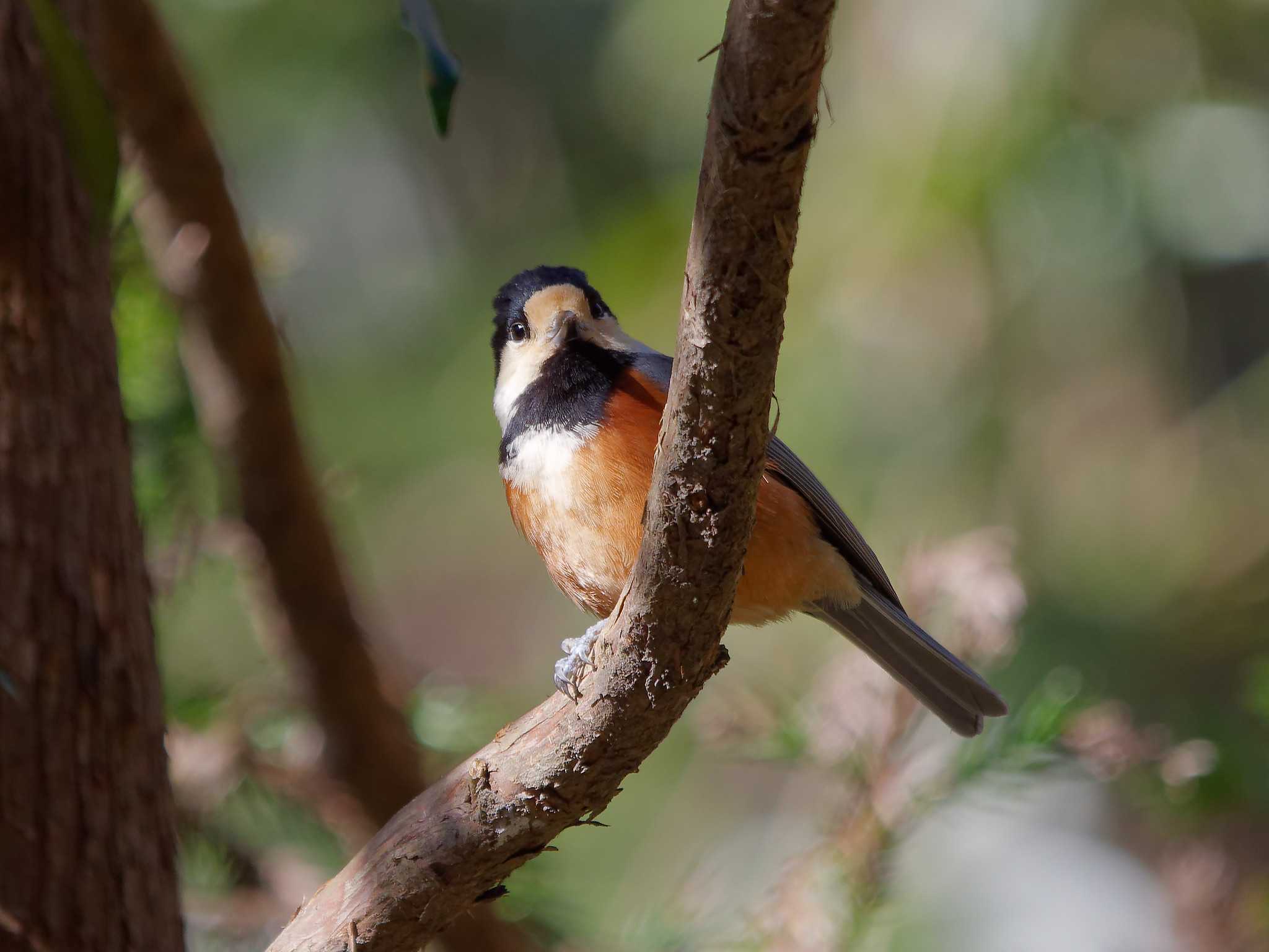 Photo of Varied Tit at 横浜市立金沢自然公園 by しおまつ