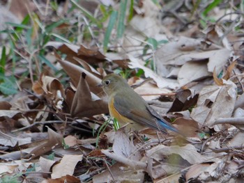 Red-flanked Bluetail 横浜市立金沢自然公園 Sun, 3/10/2024